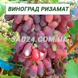 Саджанці винограду Різамат