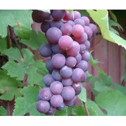 Саджанці винограду Ізабелла