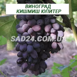 Саджанці винограду кишміш Юпітер, США