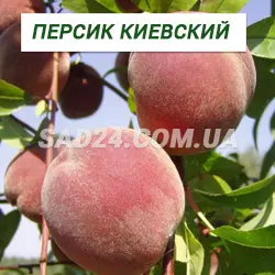 Саджанці персика Київський
