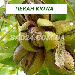 Саджанці горіха Пекан Kiowa, дворічні
