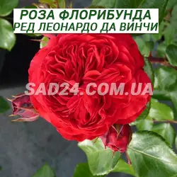 Саджанці троянд флорибунда Ред Леонардо Да Вінчі