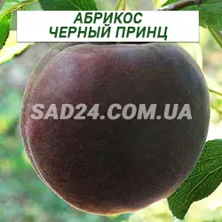 Саджанці абрикосу Чорний Принц (чорний абрикос)