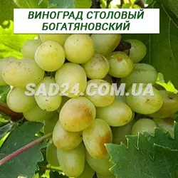 Саджанці винограду столового Богатянівський