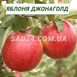 Саджанці яблуні Джонаголд