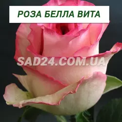 Саджанці чайно-гібридної троянди Белла Віта