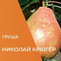 Саджанці груші Микола Крюгер
