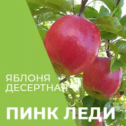 Саджанці яблуні Пінк Леді