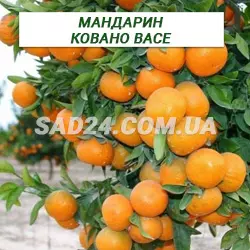 Саджанці мандарину Ковано Васе (40 - 50 см)