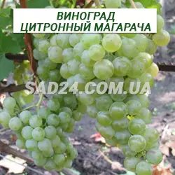 Саджанці винограду Цитронний Магарача