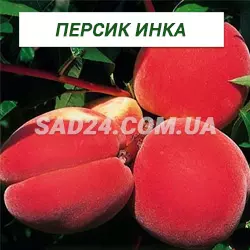Саджанці персика Інка