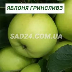 Саджанці яблуні Грінсливз