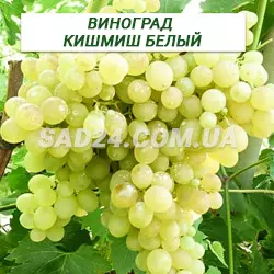 Саджанці винограду кишміш Білий