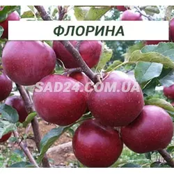 Саджанці яблуні Флоріна (зимовий сорт), підщепа М9