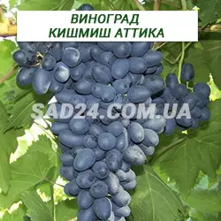 Саджанці винограду кишміш Аттика