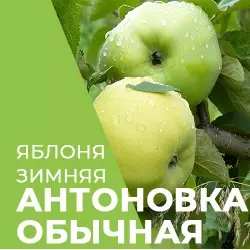 Саджанці яблуні Антонівка Звичайна