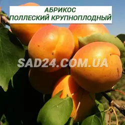 Саджанці абрикоса Поліський великоплідний