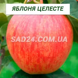 Саджанці яблуні Целесте