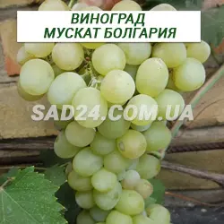 Саджанці винограду Мускат Болгарія