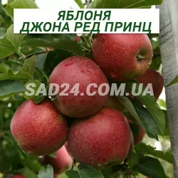 Саджанці яблуні Джона Ред Принц