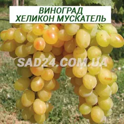 Саджанці винограду Хелікон мускатель