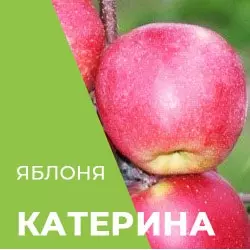 Саджанці яблуні Катерина