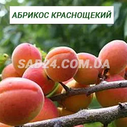 Саджанці абрикоса Краснощокий