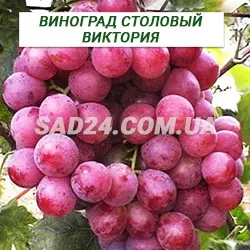 Саджанці винограду столового Вікторія