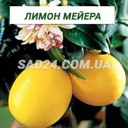 Саджанці лимона Мейєра (30 - 50 см)