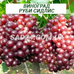 Саджанці винограду кішміш Рубі Сідліс
