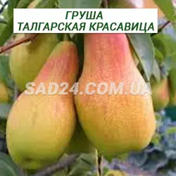 Саджанці груші Талгарська Красуня