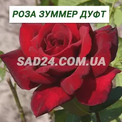 Саджанці чайно-гібридної троянди Зуммер Дуфт