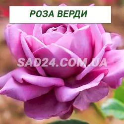 Саджанці чайно-гібридної троянди Верді
