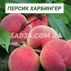 Саджанці персика Харбінгер