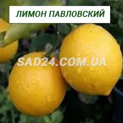 Саджанці лимона Павловський (20 – 30 см)