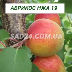 Саджанці абрикосу НЖА 19