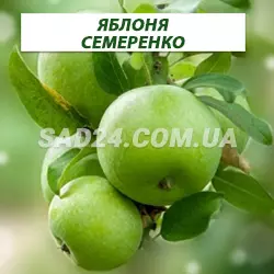 Саджанці яблуні Симиренка (пізній сорт), підщепа ММ106