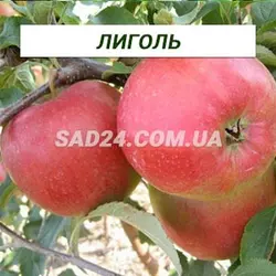 Саджанці яблуні Лігол (зимовий сорт)