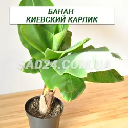 Саджанці банана Київський карлик (20 – 30 см)