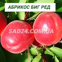 Саджанці абрикосу Біг Ред