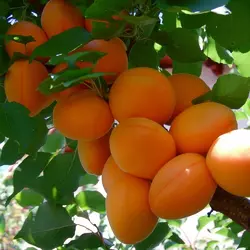 Саджанці абрикоса Поліський Великоплідний