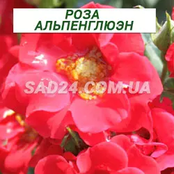 Саджанці ґрунтопокровної троянди Альпенглюен
