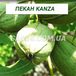 Саджанці горіха Пекан Kanza, дворічні