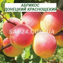 Саджанці абрикосу Донецький червонощокий