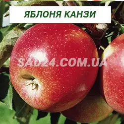 Саджанці яблуні Канзі