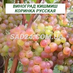 Саджанці винограду кишміш Коринка російська