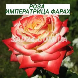 Саджанці чайно-гібридної троянди Імператриця Фарах