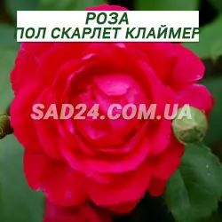 Саджанці трояндової троянди Пол скарлет клаймер