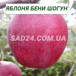 Саджанці яблуні Бені Шогун