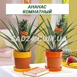 Саджанці ананаса кімнатного (20 – 30 см)